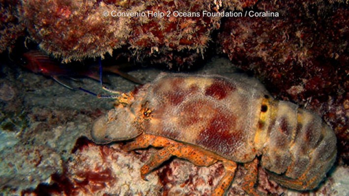 Slipper lobster (21)